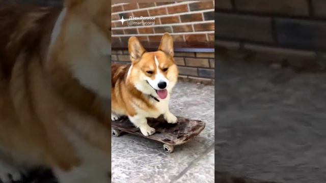 Корги на скейте #коржмарти #корги #собака #животные #скейтпарк #corgi #dog #animals #skateboarding