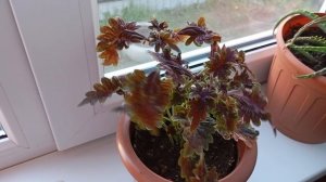 Эксперимент с болгарским перцем!