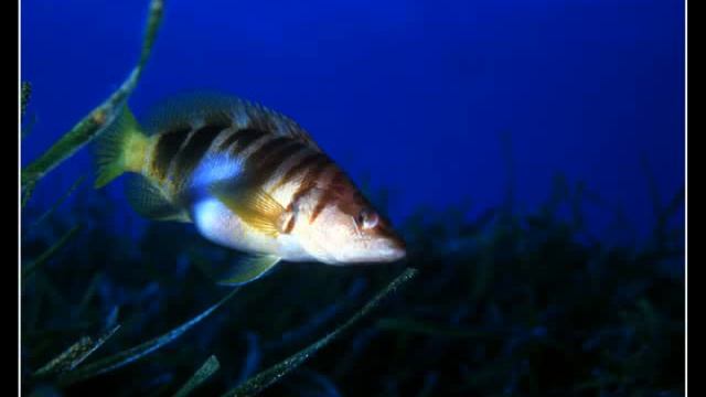 Un mare di colori di Giò Ombrello e Francesco Chiaromonte смотреть онлайн