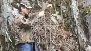 Как манить лося