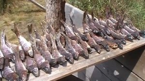Как выжить в Сибирской тайге