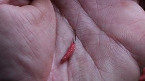 Whip Fishing the River Trent | Alan Scotthorne | Match Fishing