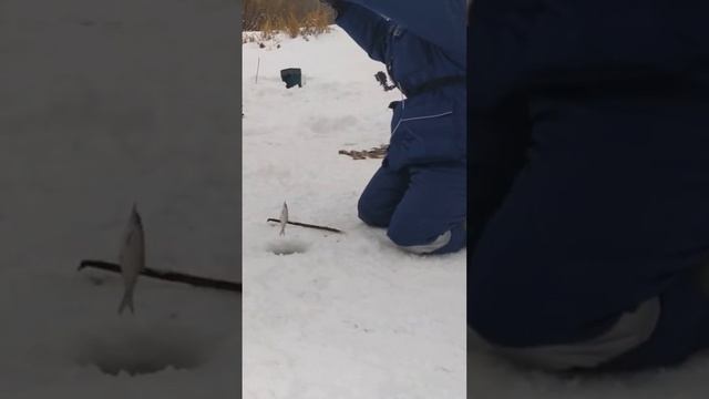 есть такой народ на свете - рыбаки #рыбалка #рыбалкавидео #юмор смотреть онлайн