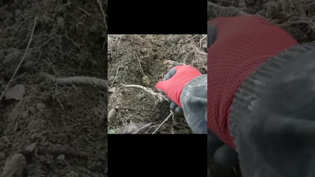 Монета красноармейца #Коп2024 #Находки #Поискмонет #metaldetecting #minelab #комрад #Коп #ссср