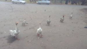 Обзор уток переростков