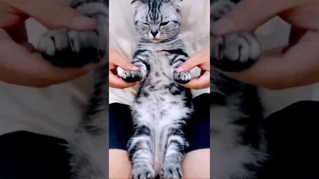 #music #musicvideo #dancer #cat #funny