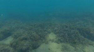 МЕДУЗЫ ЗУБАРИКИ КРАБЫ ЧЕРНОГО МОРЯ