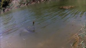 Using the Popping technique for African Sharp Tooth Catfish a.k.a. barber