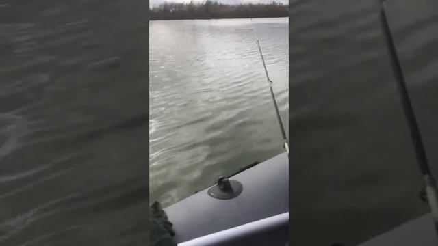 Ловля пеленгаса/20 ноября 2020 смотреть онлайн