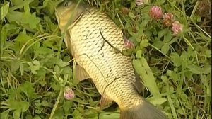 РЫБАК РЫБАКУ: карп и карась