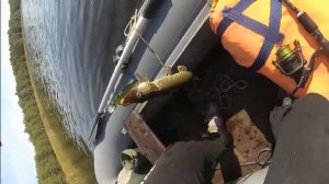 ЛОВЛЯ НА ВОБЛЕРЫ ОСЕНЬЮ. ТВИЧИНГ.НОВАЯ ПАЛКА.