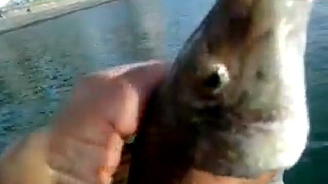 Рыбалка в Сочи: Рулена (губан) смотреть онлайн