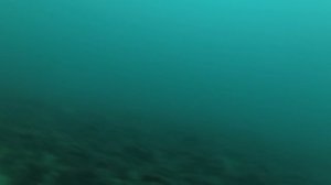 Подводная охота осенью в Крыму. Горбыль. Пеламида.