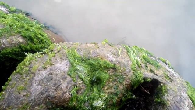 Рыбалка руками.