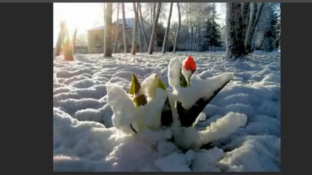 Первый снег..., Стихи Елисей Липатов, муз. и исп. #СамуилФрумович