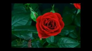 Erbil dzemoski - hold me down ilir hidri violin