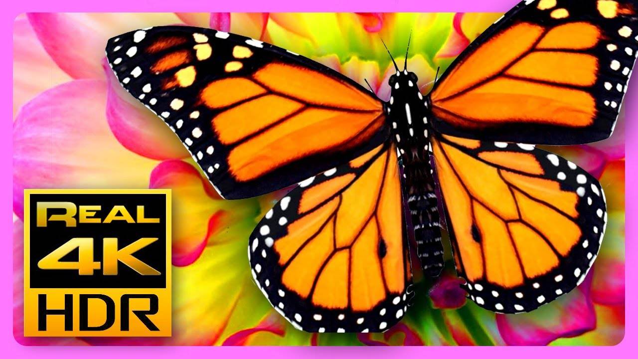 Beautiful Summer Colors in 4K HDR Amazing Butterflies & Flowers, Relaxing TV Screensaver HDR Demo