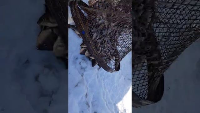 Куйуур смотреть онлайн