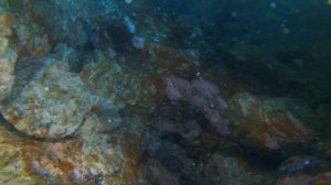 дайвинг. Владивосток. о.Русский. мыс Вятлина. 25.07.2023г