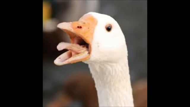 Glittergås S01E01 | "Du vet vem Gunde Svan är?" смотреть онлайн