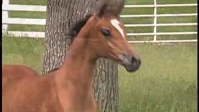 Bey Ambition x Ames Mirage 2013 Filly смотреть онлайн