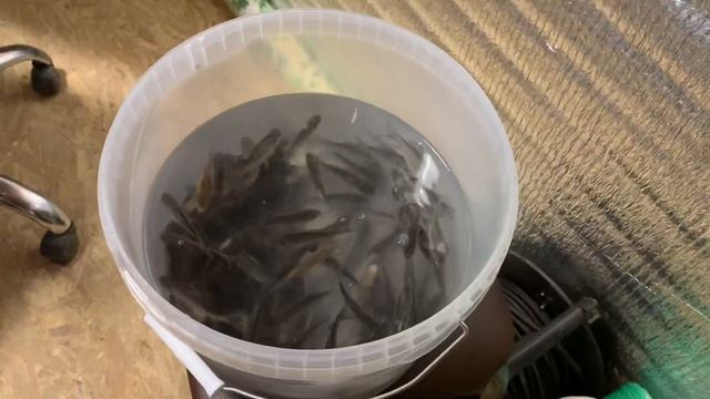 05.01 РК Фишка Данилово, привоз живца смотреть онлайн