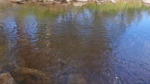 Сбор блёсен на речке в Катозере