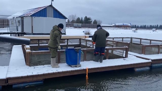 Запуск форели в водоем ежедневно