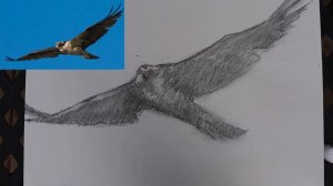 Draw an Osprey | Art with Raspo