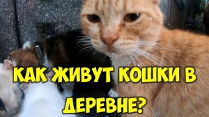 Как живут кошки в деревне взрослые кошки и котята 😺 Кошачья жизнь в селе