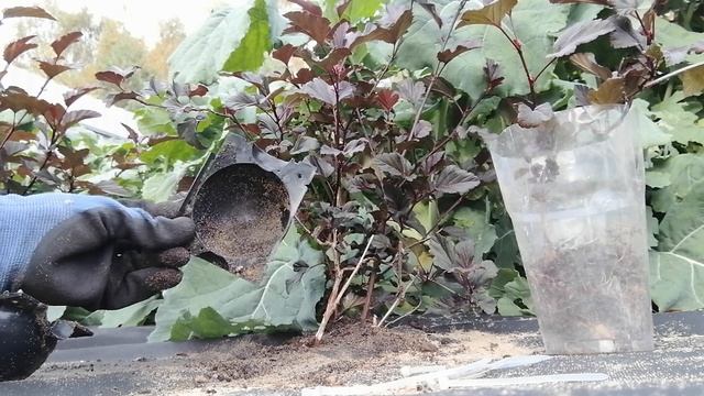 Черенкование в шарах смотреть онлайн