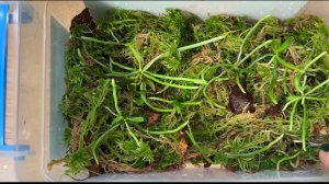 Размываю фласку с орхидеями хилохистами (шилошистами)