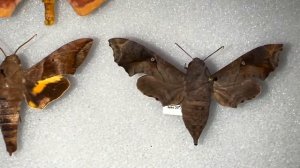 VERY RARE TROPICAL MOTH STILL THRIVING IN KEY LARGO