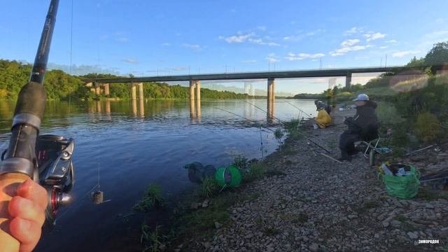 Вот это клёв. Сырть. Волхов. #fishing #фидернаярыбалка #волхов