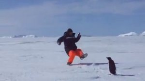 Пингвин напал на человека