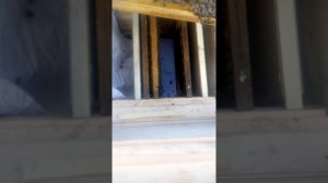Отводок без матки бакфаст три дня спустя