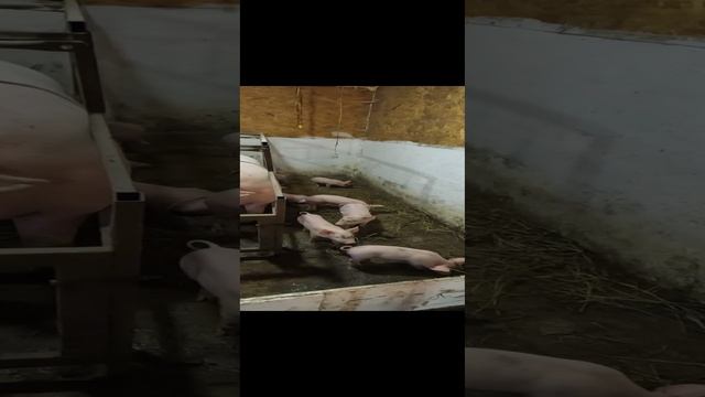 Утро в свино-яслях 👋#хрюшки #животные #свиньи #сарай #андрейипоросята смотреть онлайн