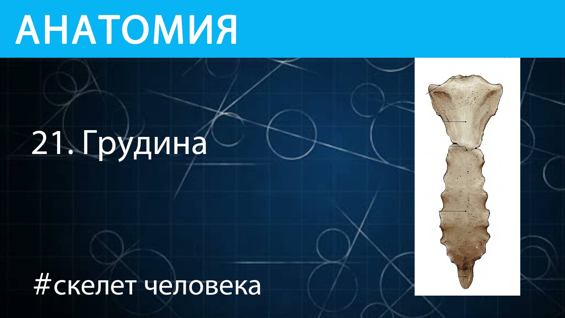 Анатомия: грудина скелета человека
