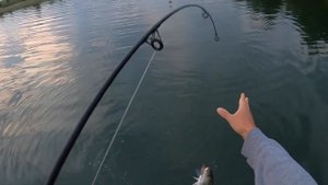 Fishing Lure Review: Yo-Zuri 3D Popper