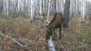 Лосиха с лосенком.