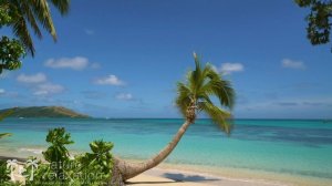 “Blue Lagoon Vista” 4K 2 Hour Nature Scene： Tropical Beach, Palm Tree, Blue Sky & White Sand - F