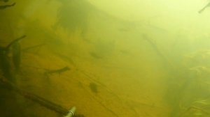 подводная охота 2024 , начало сезона
