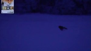 Охота на лису с манком