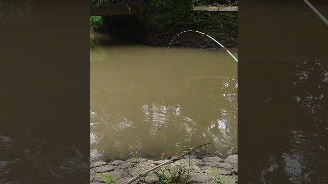 Umpan ini bisa diaplikasikan disegala medan!! Mancing wader teknik kumbul spot air keruh tetap jos смотреть онлайн