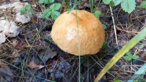 Лес  Грибы После Дождей , Без грибов Лес меня не отпустит