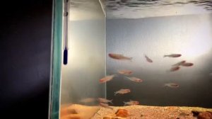 Rummynose Tetra Schooling