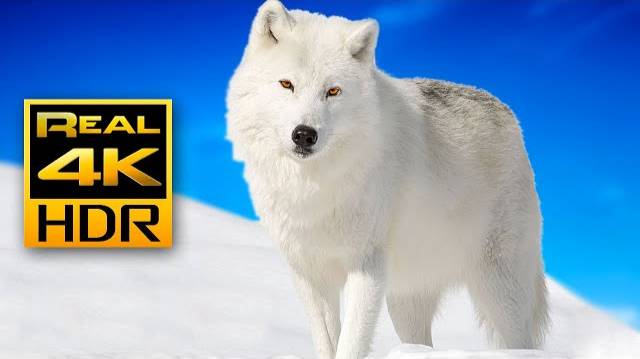 Majestic Winter Wildlife in 4K HDR Arctic Wolves, Foxes and More Relax Music 4K TV Screensaver