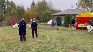 Яльчикская выставка собак борзых пород.