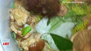 Дедовский эксклюзивный рецепт засолки пластинчатых грибов горячим способом