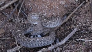 Western diamondback rattlesnake (Crotalus atrox) using rattle as defensive warning, Arizona, USA